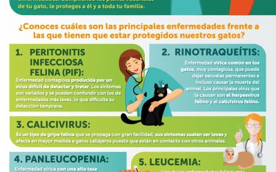 Infografía: “Un gato sano, una sociedad sana”
