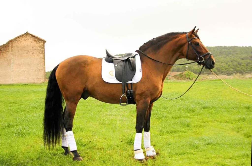 CONVENIO FOMENTO Y MEJORA DE LA RAZA DEL CABALLO P.R.E