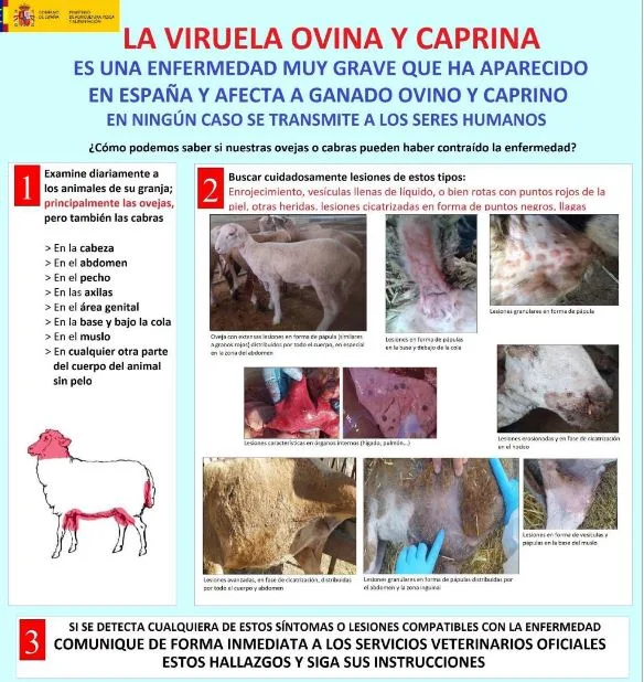 Foco viruela ovina y caprina