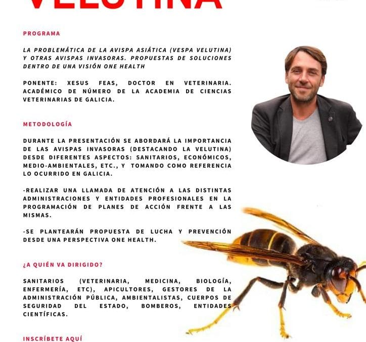 Jornada de formación sobre problemática de la Avispa Velutina y propuesta de soluciones dentro de OneHealth