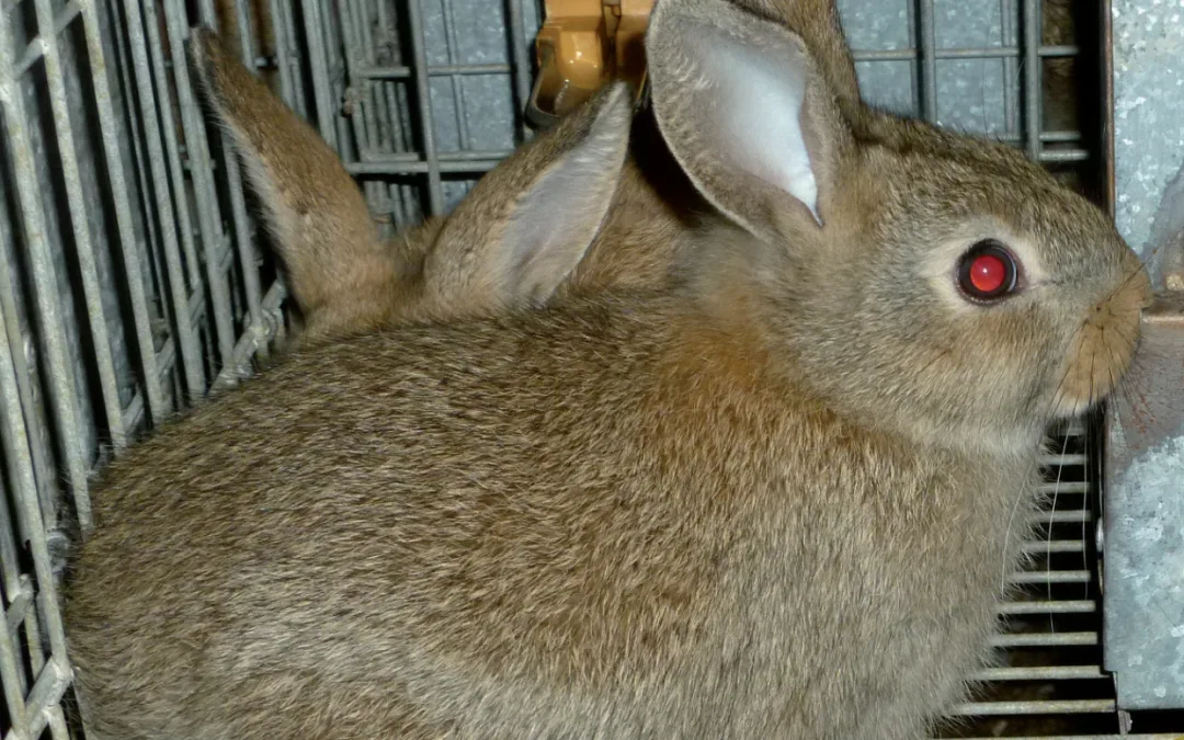 GUÍA DE BIENESTAR ANIMAL EN CONEJOS. NORMATIVA DE APLICACIÓN EN ANDALUCÍA