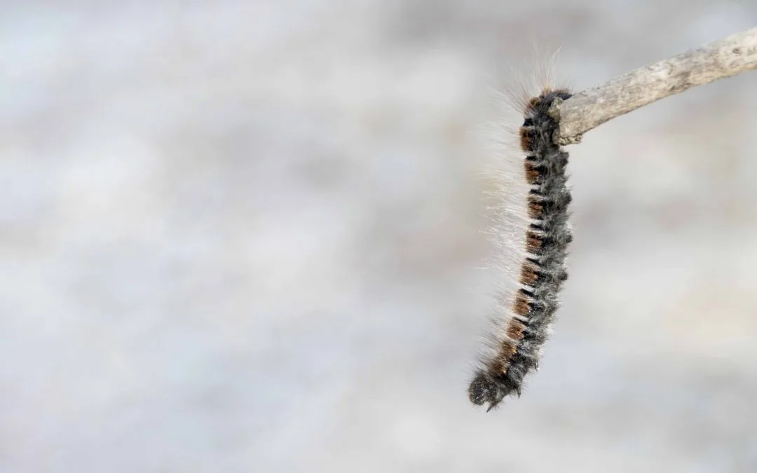 Los veterinarios advierten sobre los riesgos letales de la ‘procesionaria del pino’ para las mascotas