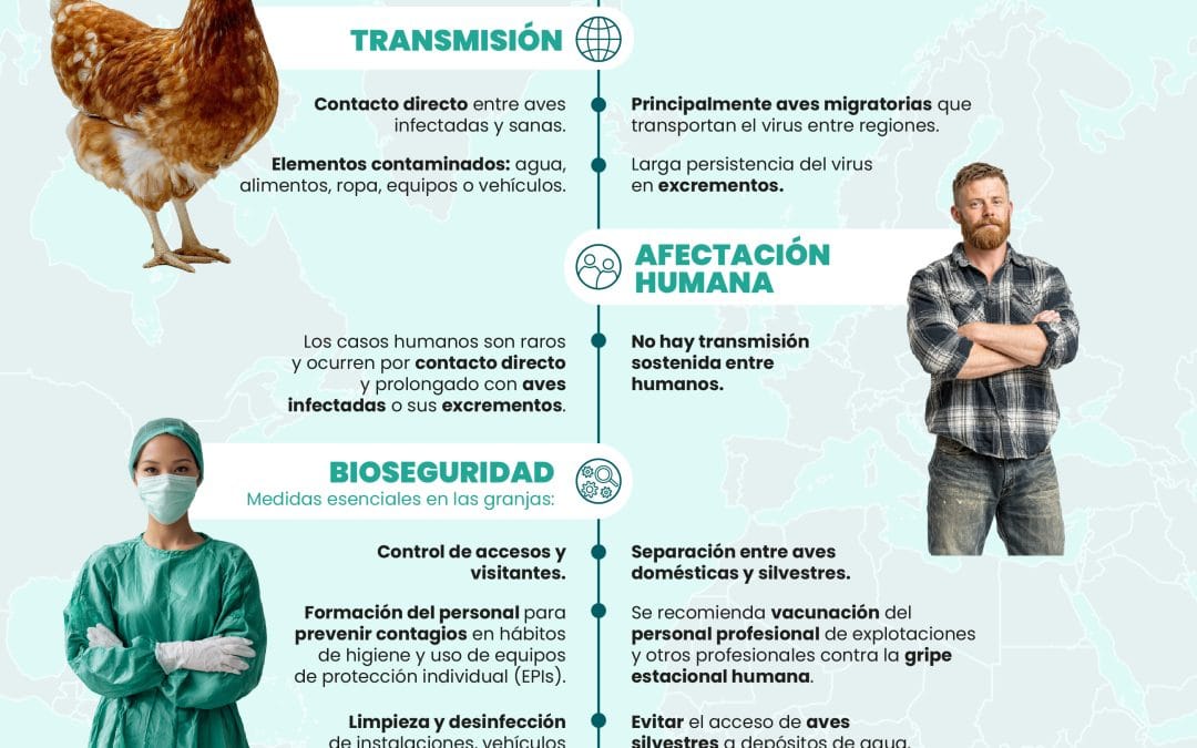 Infografía. Influenza Aviar y contagio a humanos