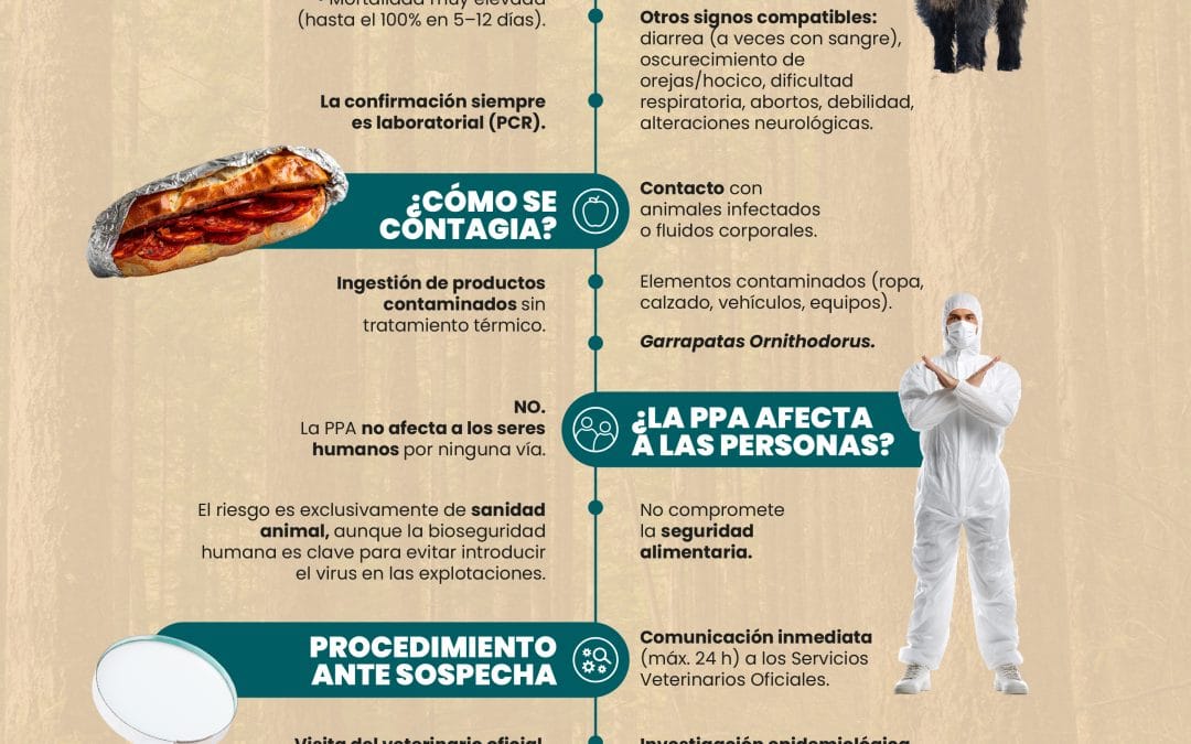 Infografía. Peste Porcina Africana